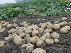 धान की कटाई के बाद खाली खेत में उगाएं आलू, कुफरी की इन 5 किस्मों से मिलेगा फायदा