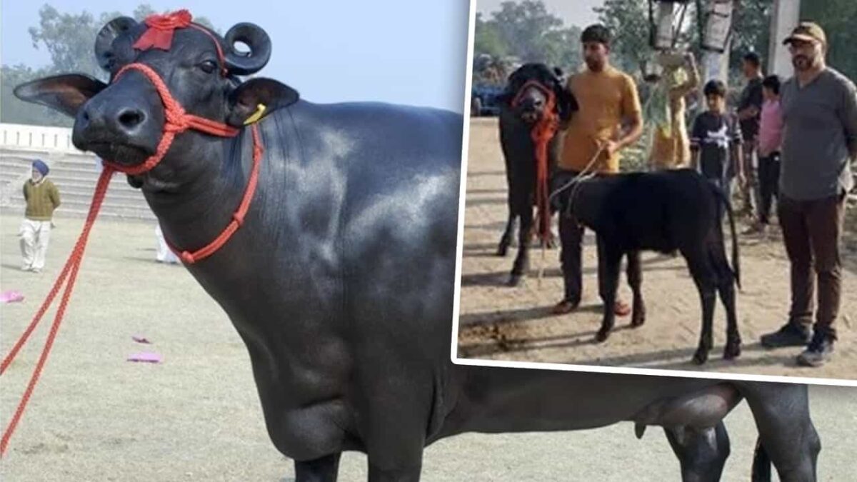 हरियाणा की भैंस ने 41 KG दूध देकर तोड़ा रिकॉर्ड, रोजाना सरसों के तेल से होती है मालिश