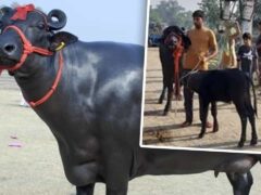 हरियाणा की भैंस ने 41 KG दूध देकर तोड़ा रिकॉर्ड, रोजाना सरसों के तेल से होती है मालिश