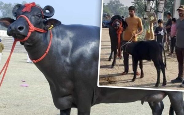 हरियाणा की भैंस ने 41 KG दूध देकर तोड़ा रिकॉर्ड, रोजाना सरसों के तेल से होती है मालिश