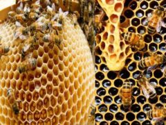 Beekeeping Insurance: मधुमक्खी पालकों को 6.25 लाख रुपये तक का बीमा कवर