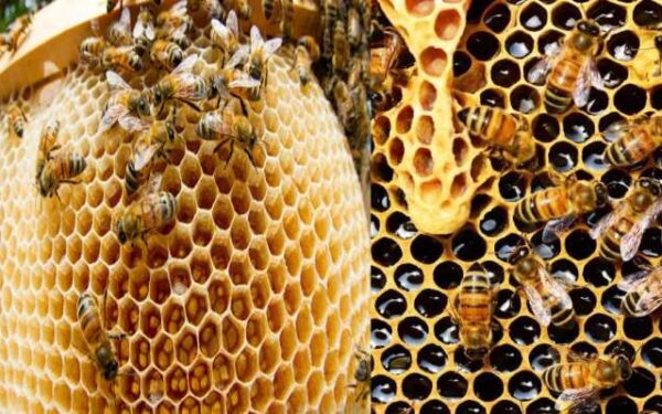 Beekeeping Insurance: मधुमक्खी पालकों को 6.25 लाख रुपये तक का बीमा कवर
