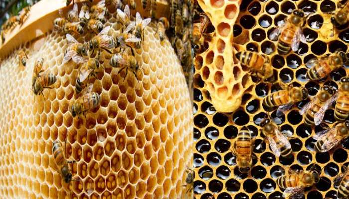 Beekeeping Insurance: मधुमक्खी पालकों को 6.25 लाख रुपये तक का बीमा कवर