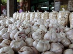 Garlic Market Price: मंडी में लहसुन का जलवा, 22 हजार रुपए क्विंटल तक पहुंचे भाव